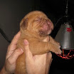 cachorros raven 1 semana.jpg 013.jpg