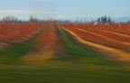 Blueberry bushes at 60mph.jpg