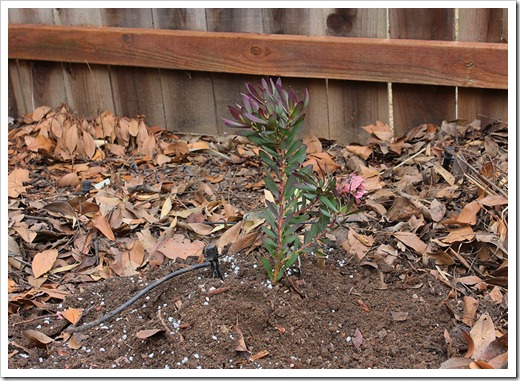 120219_Leucadendron-salignum-Winter-REd 120219_Leucadendron-salignum-Winter-REd