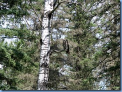 2235 Manitoba Lake Audy Rd East Riding Mountain National Park - Great Gray Owl