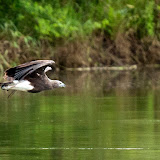 Birds of Melagiri