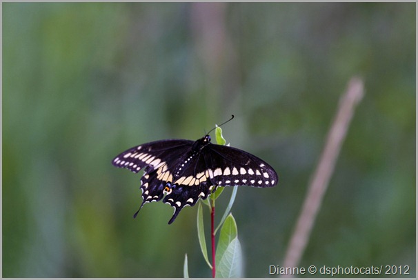 IMG_6471 Butterfly Unknown