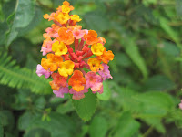 Lantana