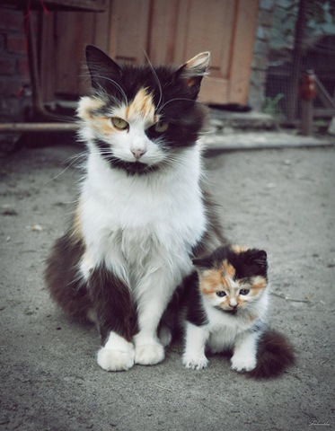 [animalsminime212.jpg]