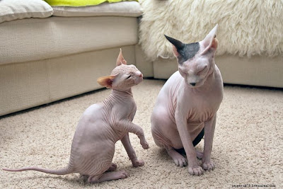 gato esfinge egipcio.jpg