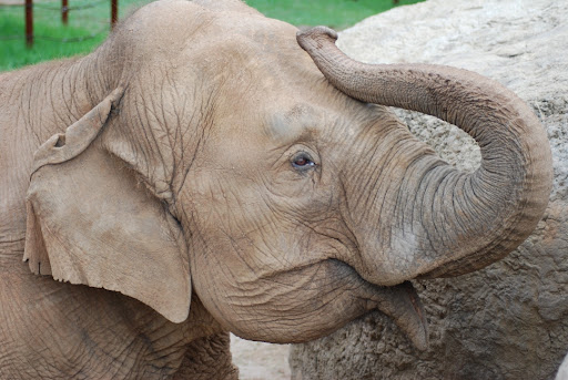 The 60-year-old female elephant, Ol’ C.C, at Dickerson Park Zoo. 
Photo courtesy of Dickerson Park Zoo.