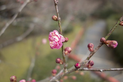 20130224-DSC00961 20130224-DSC00961