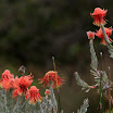 IMG_9813N2.JPG