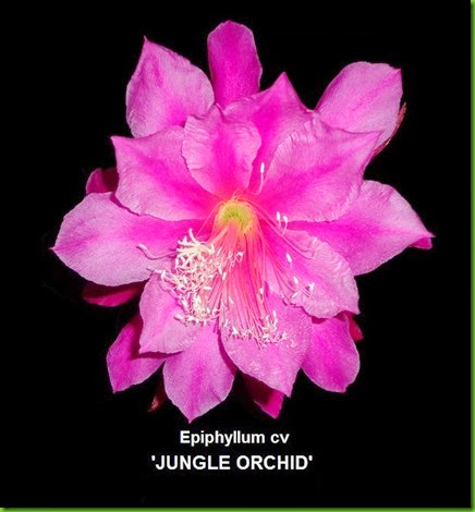 JUNGLE ORCHID Epiphyllum hybrid