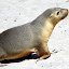Australian Sea Lion Pup - Adelaide, Australia