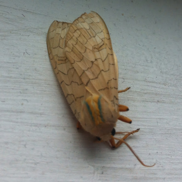 Spotting Image 1