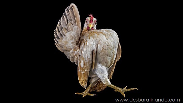 sony-world-photography-awards-2013-26 sony-world-photography-awards-2013-26