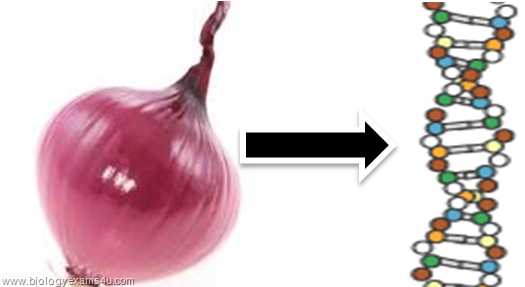 dna exaction from onion dna exaction from onion