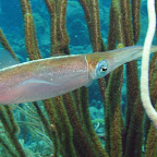 Squid