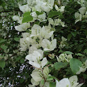 Bougainvillea
