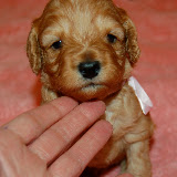 sweetie pie baby doodle