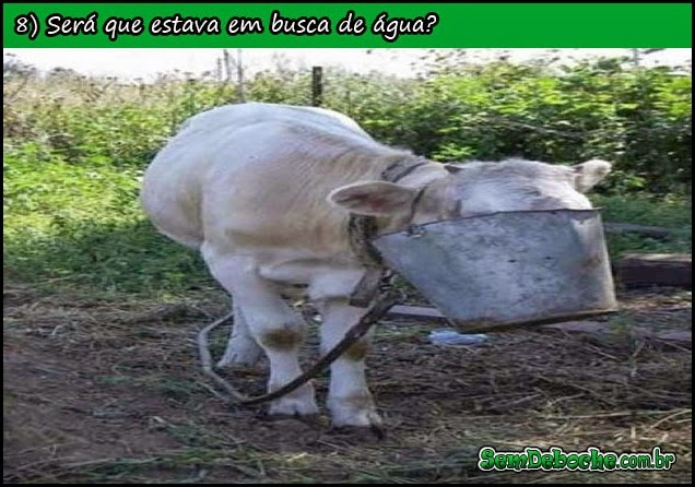 VACA LOCA! VACA LOCA!