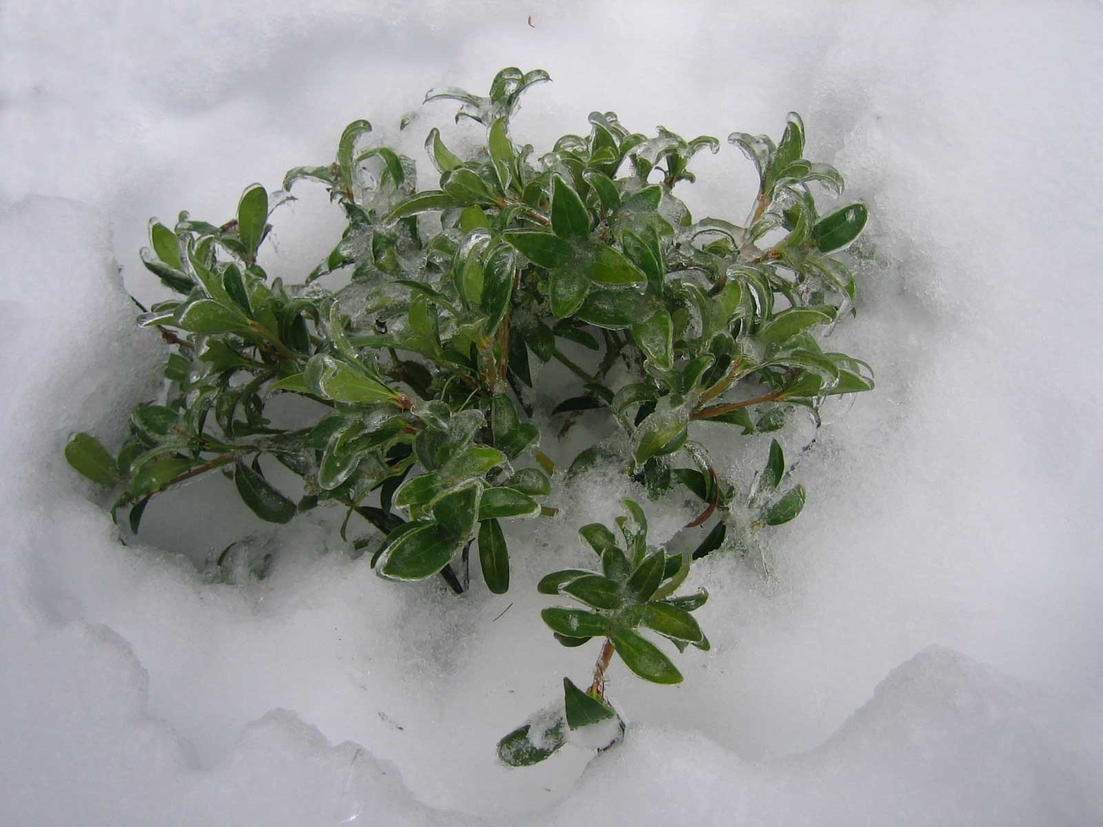 [snowstorm1201_543.jpg]
