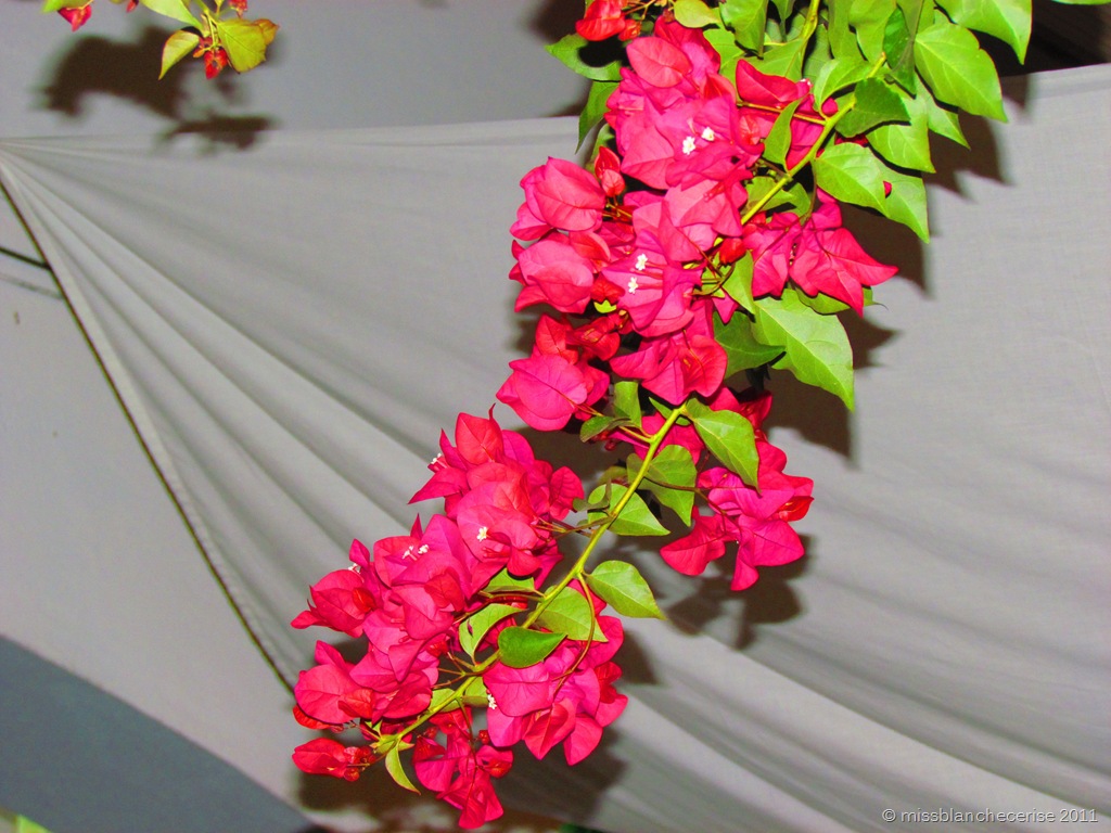 [IMG_2484%255B7%255D.jpg]