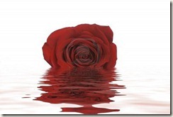765679-a-single-red-rose-lays-in-a-shallow-water-the-reflection-is-seen-in-the-ripples-of-the-water