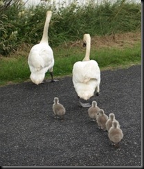 swans