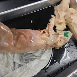 rat_muscle_forearm.JPG