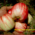 info dan mitos jambu keling