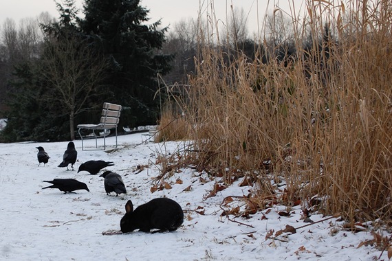 [BlackRabbitBlackCrow2.jpg]