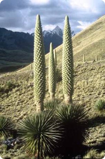 puya2 puya2
