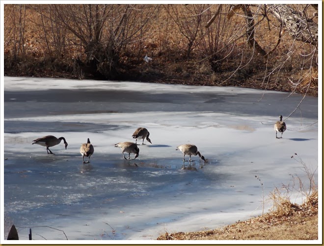 01-11-2014 Geese walking on frozen pond (10) 01-11-2014 Geese walking on frozen pond (10)