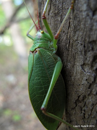 katydid side katydid side