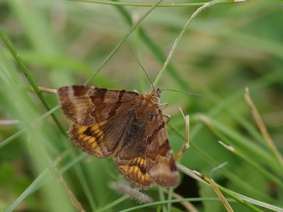 Noctuidae : Catocalinae : Euclidia glyphica (LINNAEUS, 1758). Les Hautes-Lisières (Rouvres, 28), 24 août 2012. Photo : J.-M. Gayman