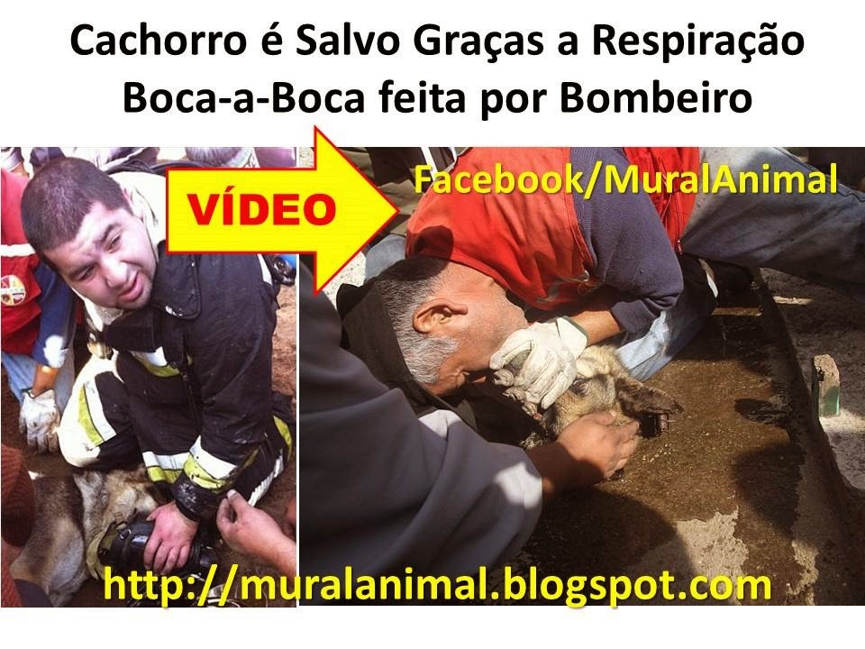 [Cachorro%2520%25C3%25A9%2520Salvo%2520Gra%25C3%25A7as%2520a%2520Respira%25C3%25A7%25C3%25A3o%255B3%255D.jpg]