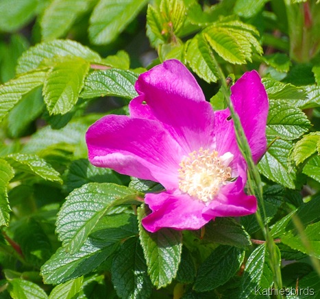 4. rose-kab Acadia NP