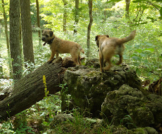 Border Terriers doing what they do best!