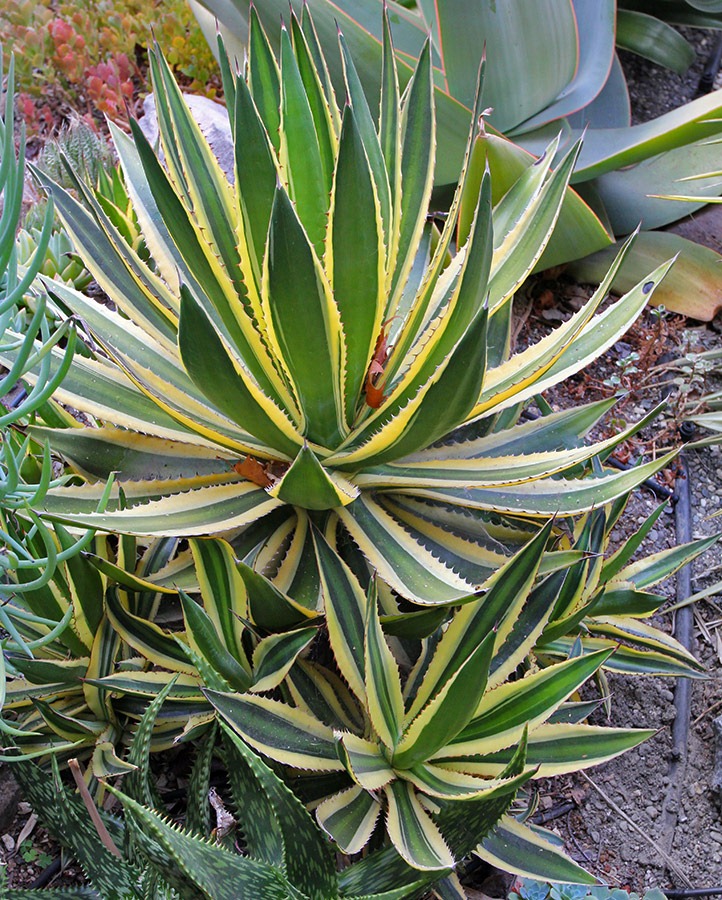 [110916_agave-lophanta-quadricolor_01%255B2%255D.jpg]