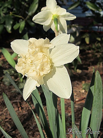 [Daffodil_Doubles%255B7%255D.jpg]