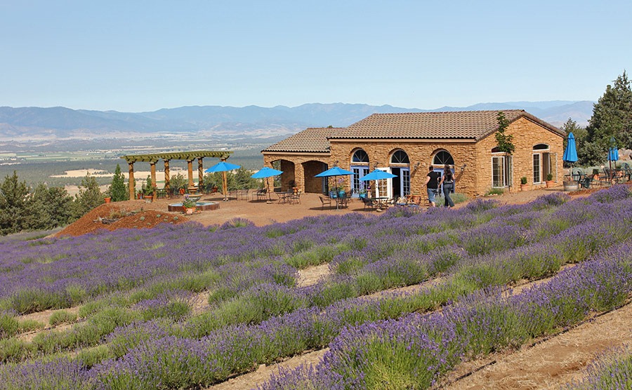 [110710_mt_shasta_lavender_farm_gifts%255B1%255D.jpg]
