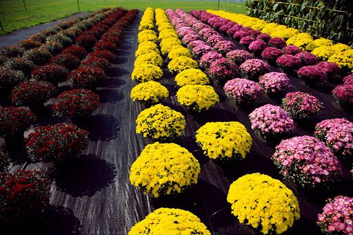 Mums are also sold at the Rutledge-Wilson Farm. (Photo credit: Alex Crowder)
