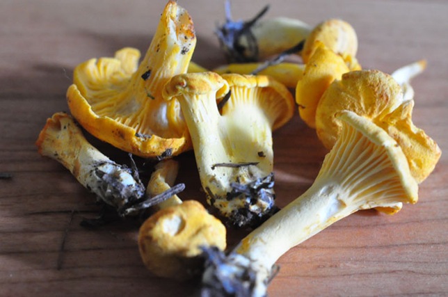 chanterelles