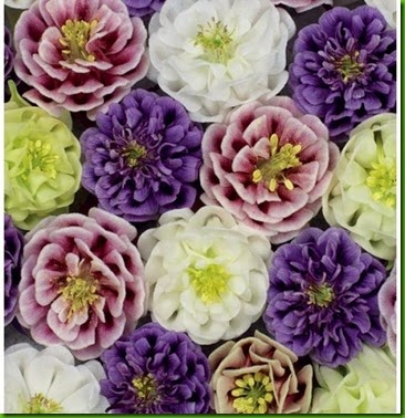 Aquilegia dobrada Aquilegia dobrada