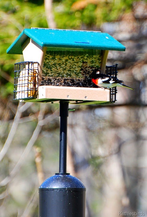 6. rose-breasted grosbeak-kab 6. rose-breasted grosbeak-kab