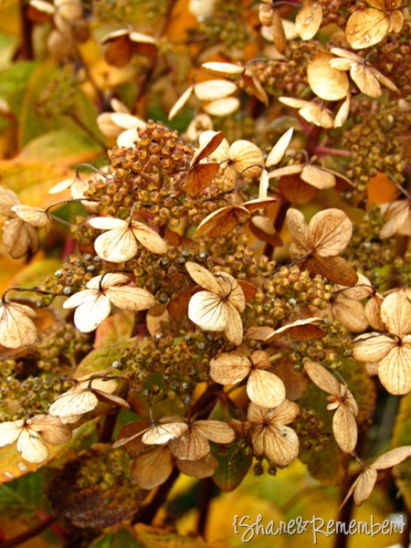 [shrub3%255B4%255D.jpg]