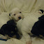 chiots 027.jpg chiots 027.jpg