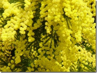 mimosa mimosa