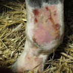 Rasp! Dagen efter vertrinären behandling