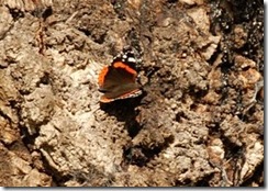 Bradgate Park D50  15-09-2012 08-49-39