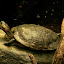 Red-Eared Terrapins: They are easily recognisable by the red stripe down the side of their head. They are omniverous, consuming whatever is available.