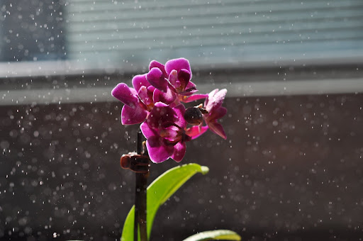 Immagini orchidea