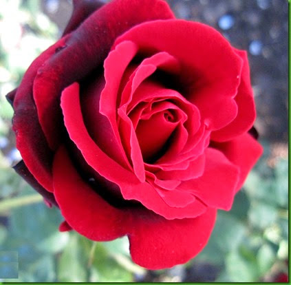 Rosa Christian Dior Rosa Christian Dior